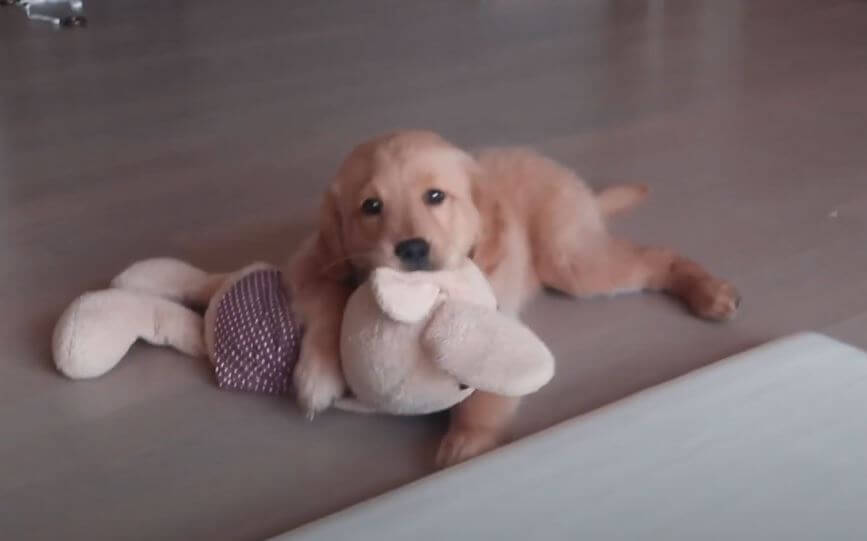 ゴールデンレトリーバー,動画