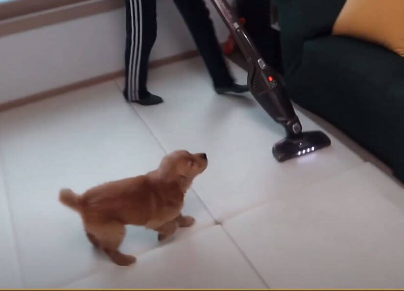 ゴールデンレトリーバー,動画