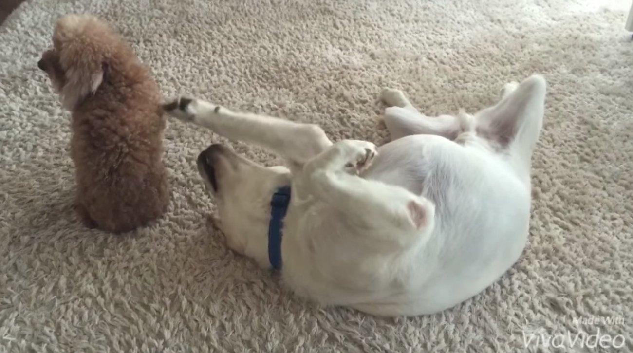 ラブラドールレトリーバー,動画