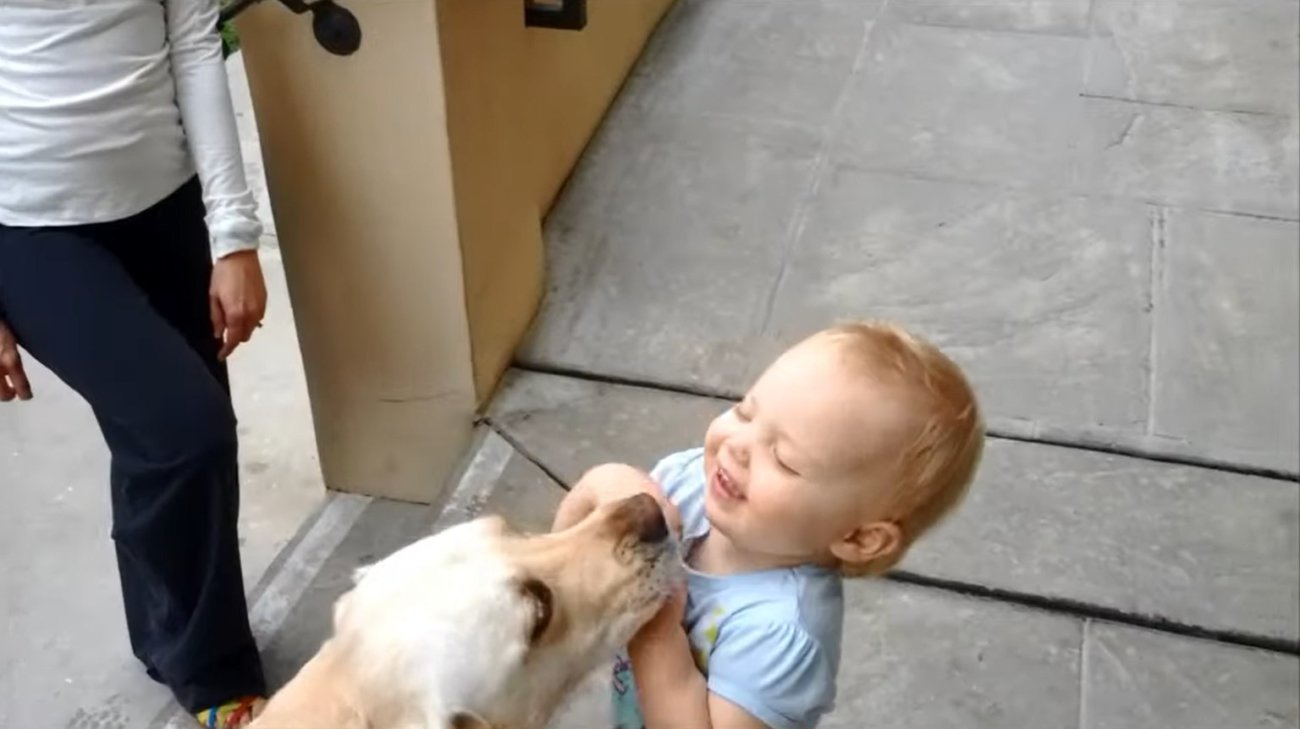 ラブラドールレトリーバー,動画