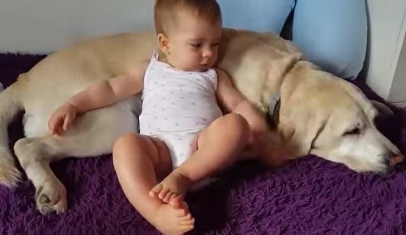 ラブラドールレトリーバー,動画