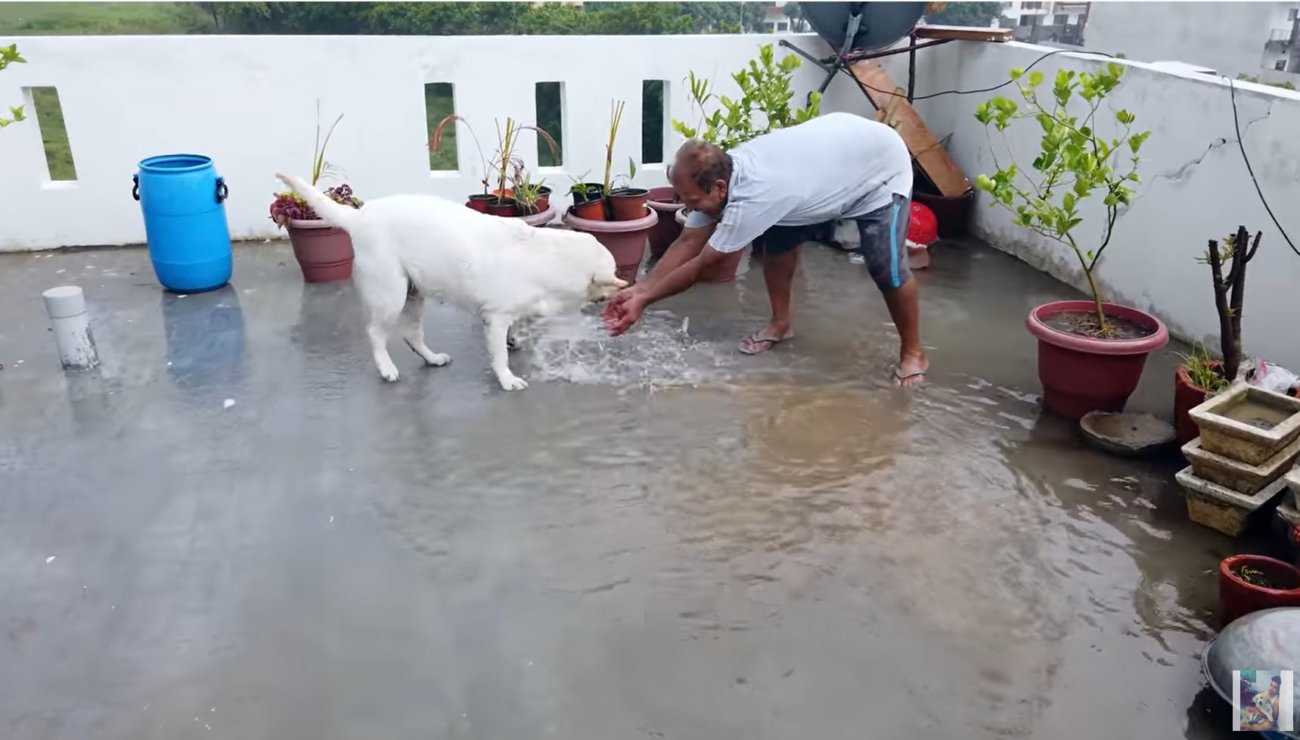 ラブラドールレトリーバー,動画