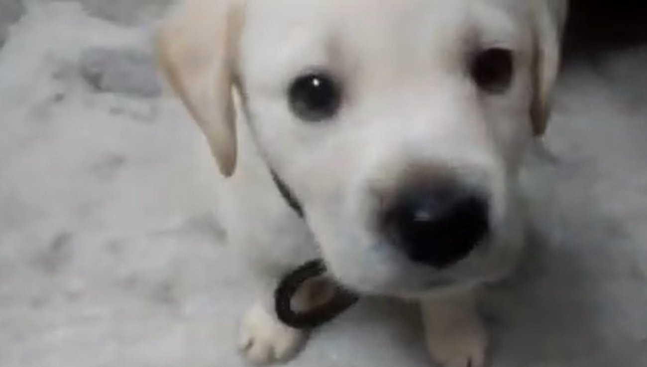 ラブラドールレトリーバー,動画