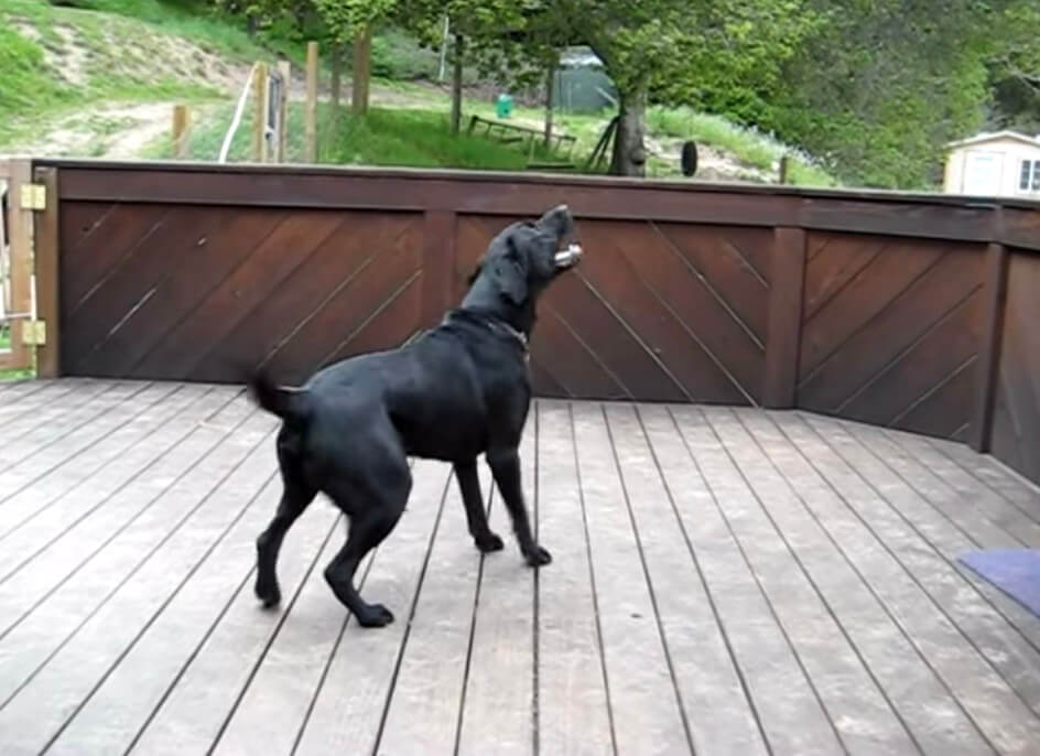 ラブラドールレトリーバー,動画