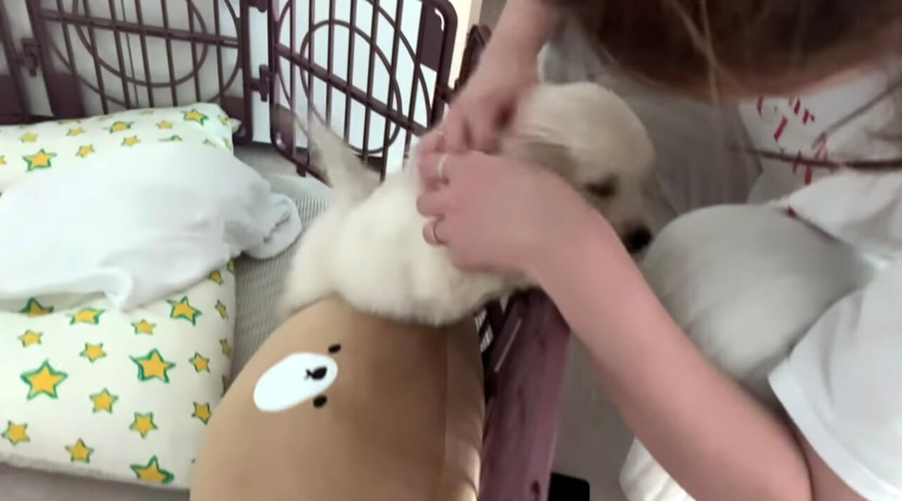 ゴールデンレトリーバー,動画