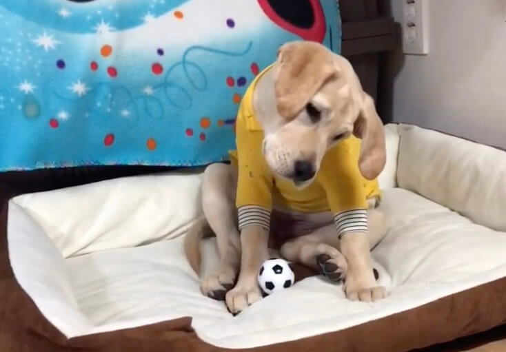 ラブラドールレトリーバー,動画