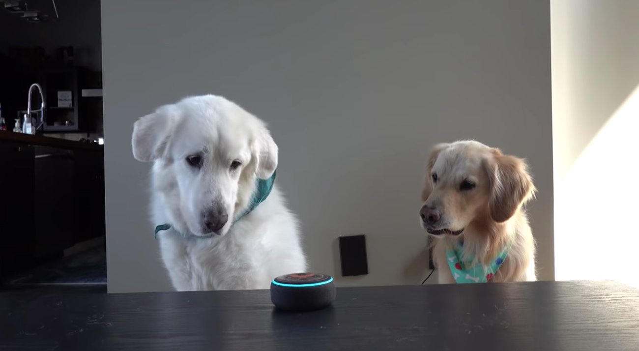 ゴールデンレトリーバー,動画