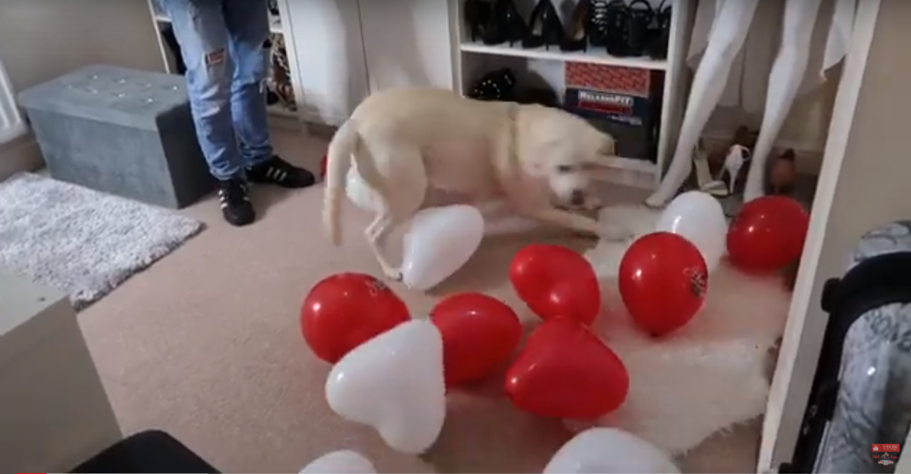 ラブラドールレトリーバー,動画