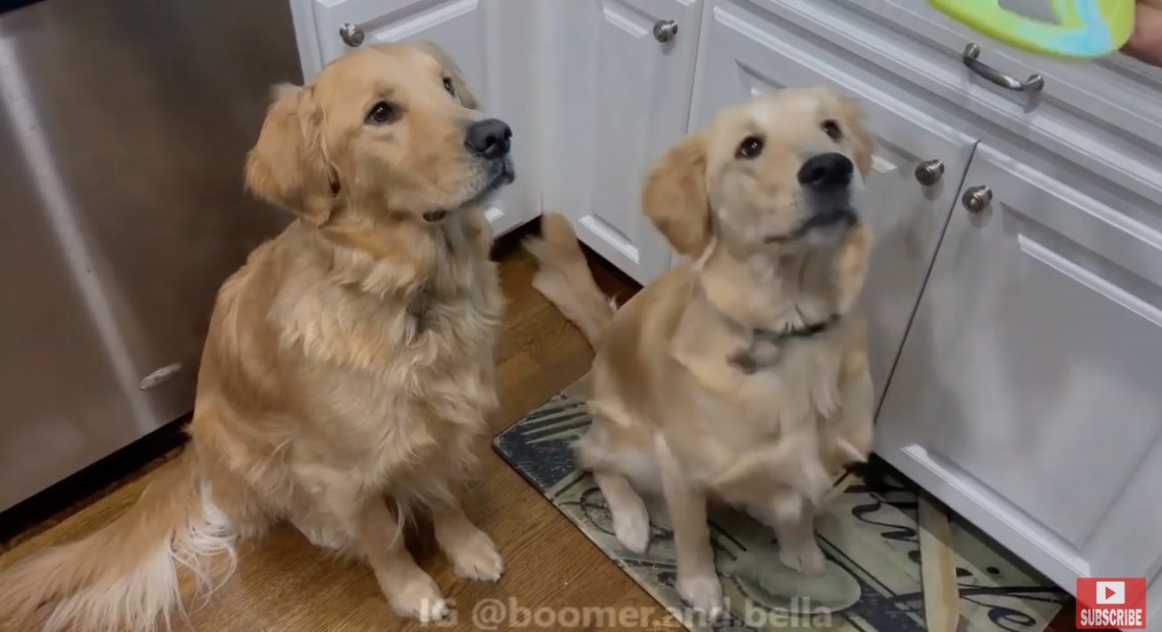 ゴールデンレトリーバー,動画