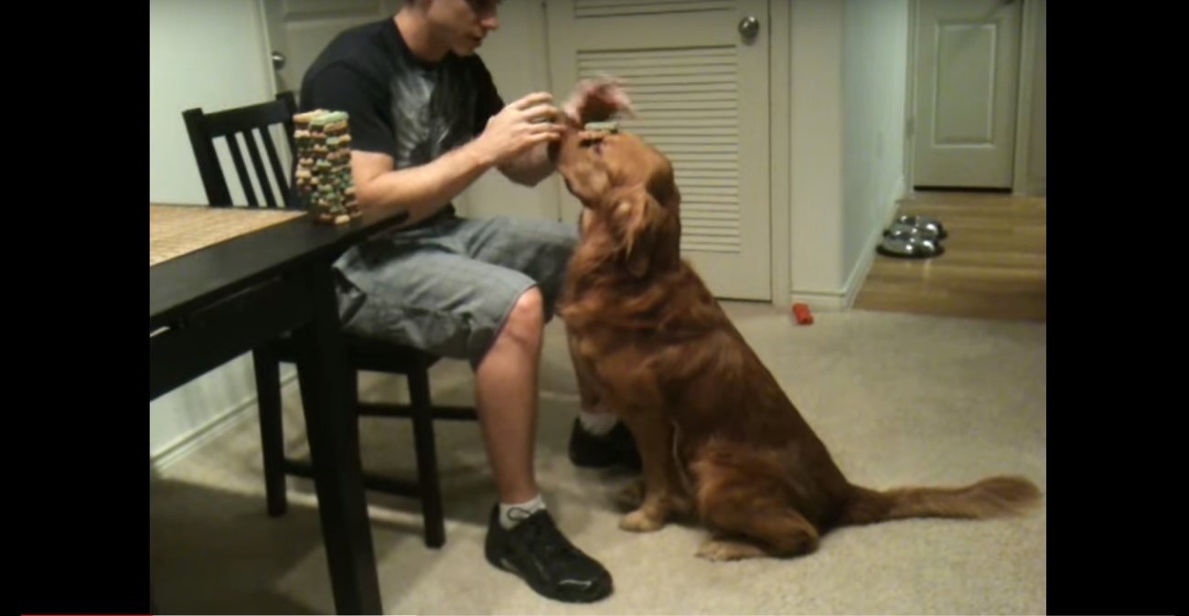 ゴールデンレトリーバー,動画