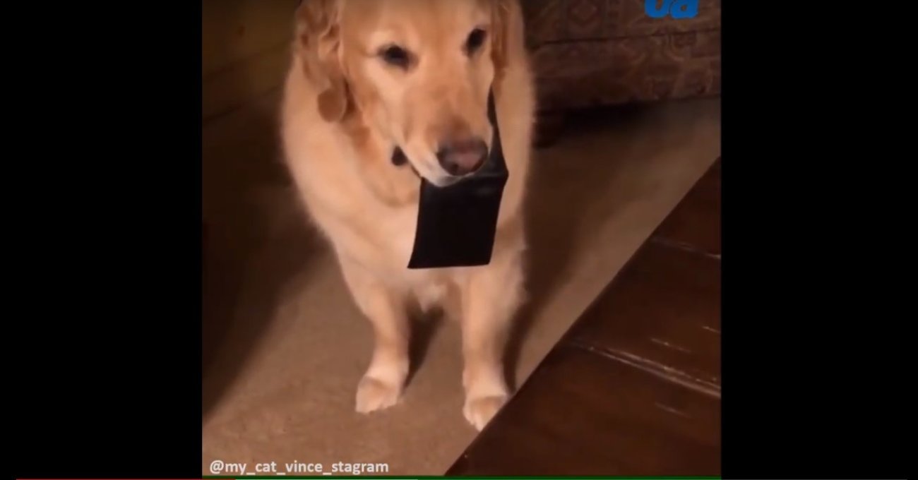 ゴールデンレトリーバー,動画