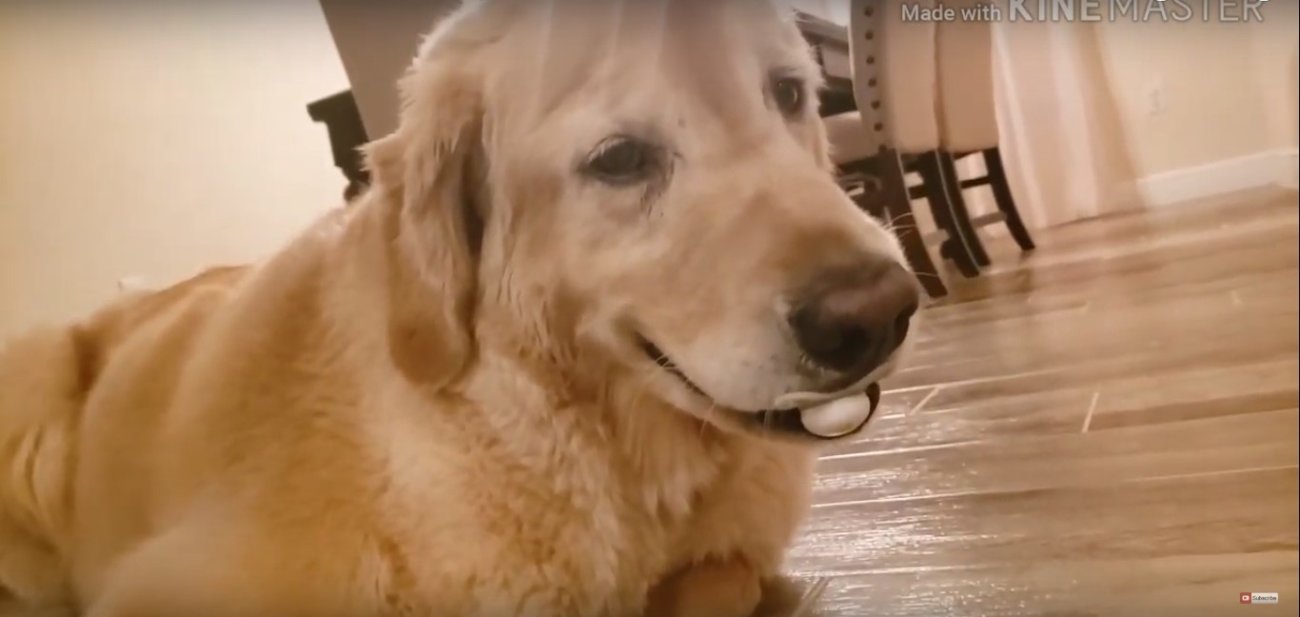 ゴールデンレトリーバー,動画