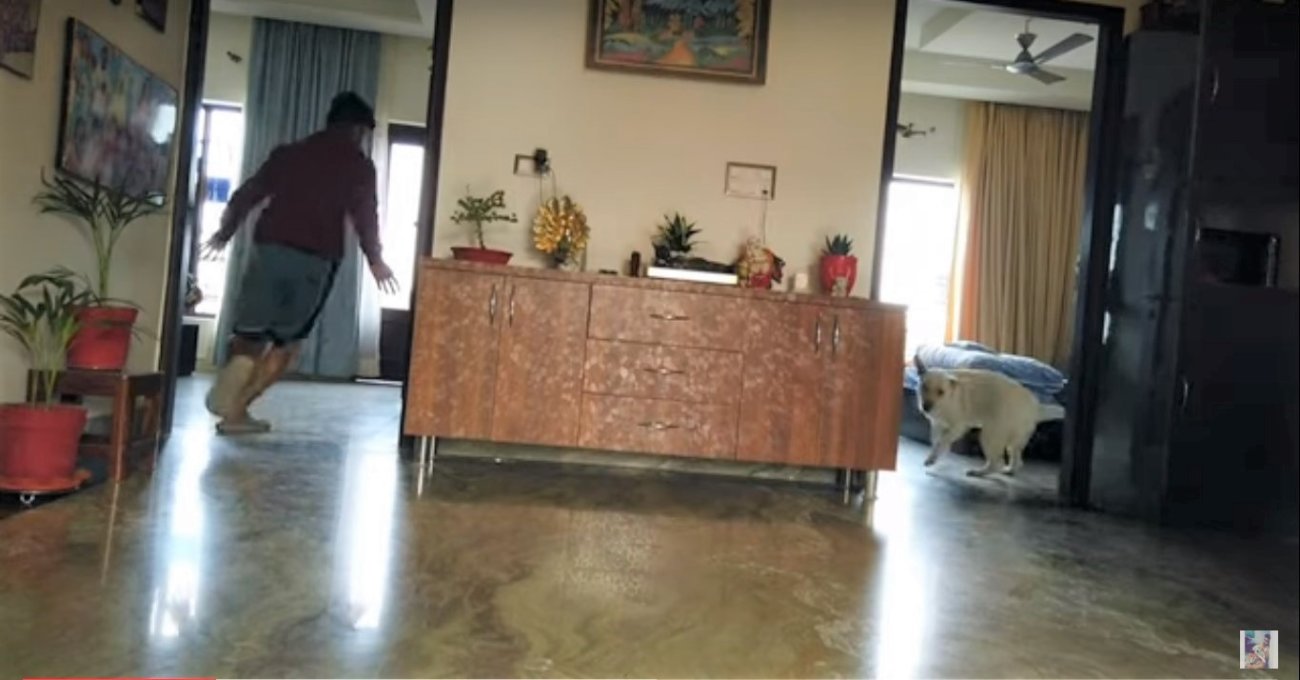 ラブラドールレトリーバー,動画