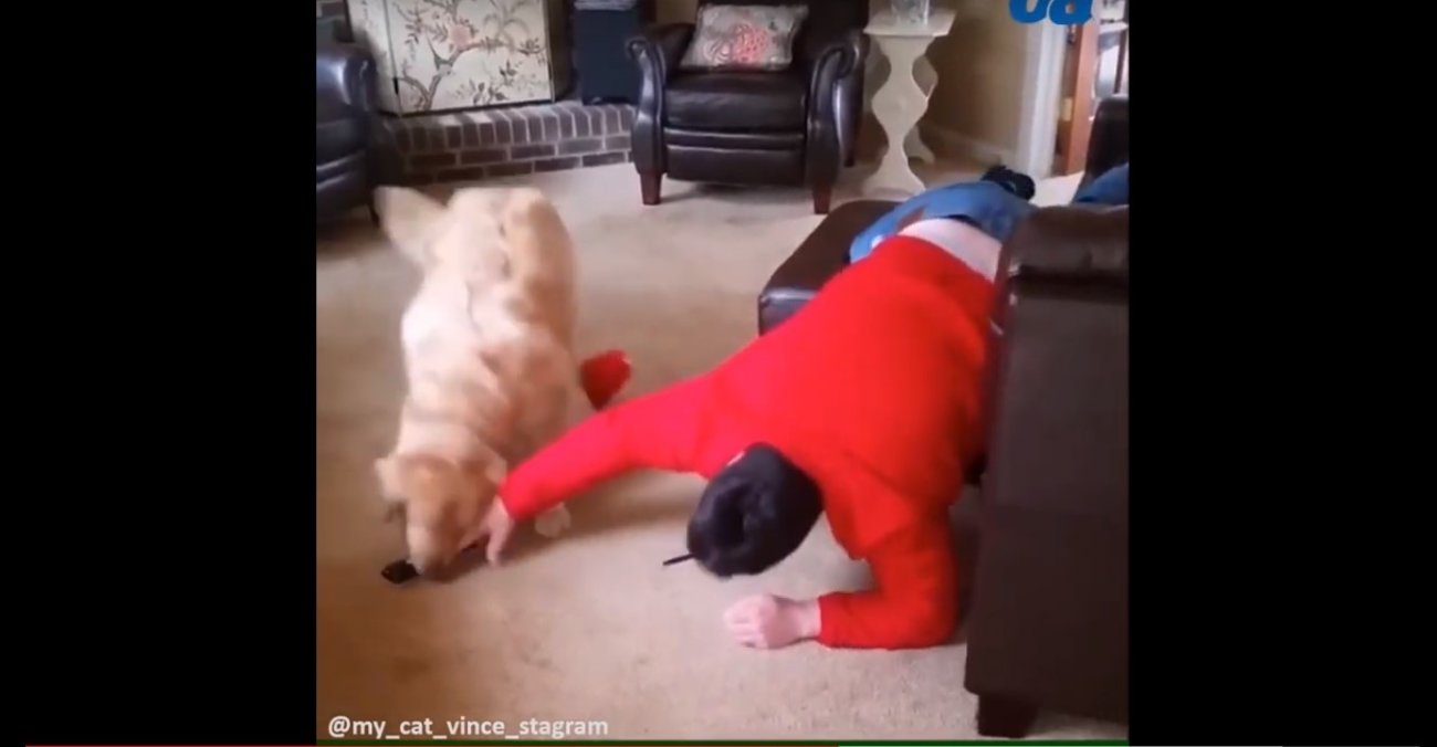 ゴールデンレトリーバー,動画