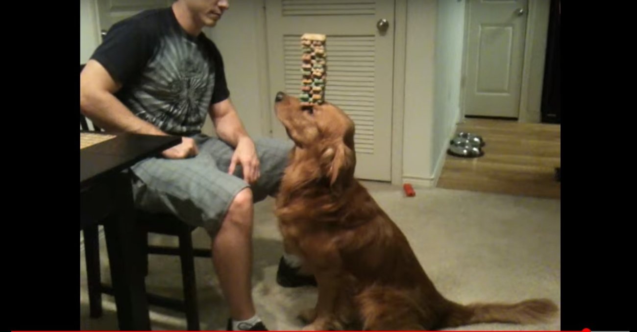 ゴールデンレトリーバー,動画