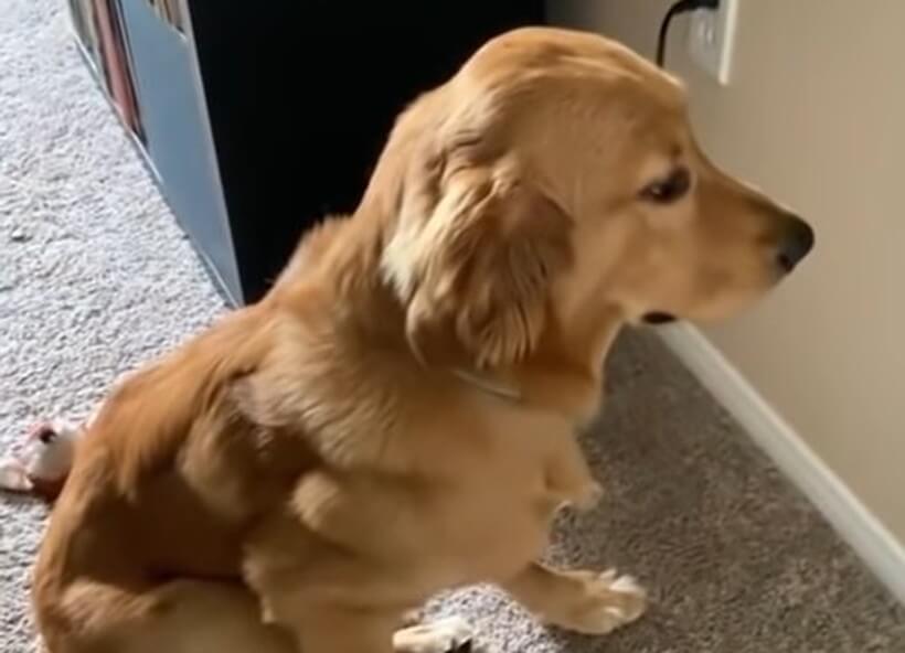 ゴールデンレトリーバー,動画