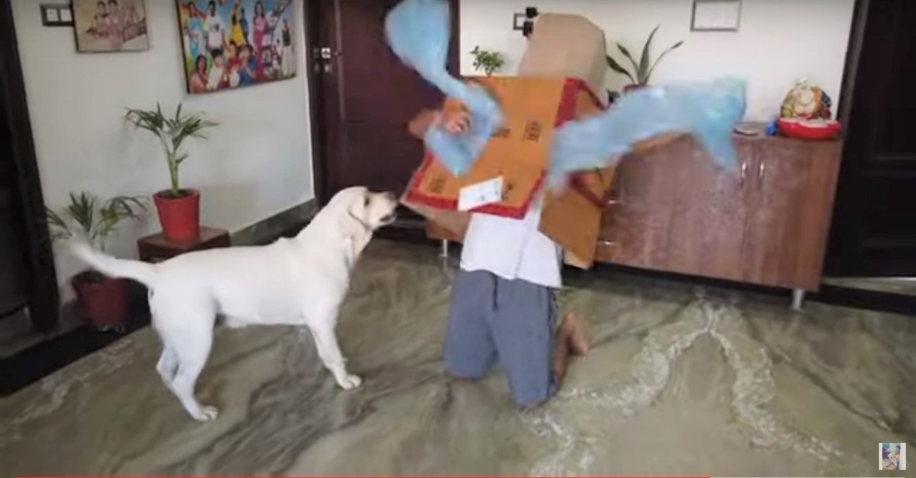 ラブラドールレトリーバー,動画