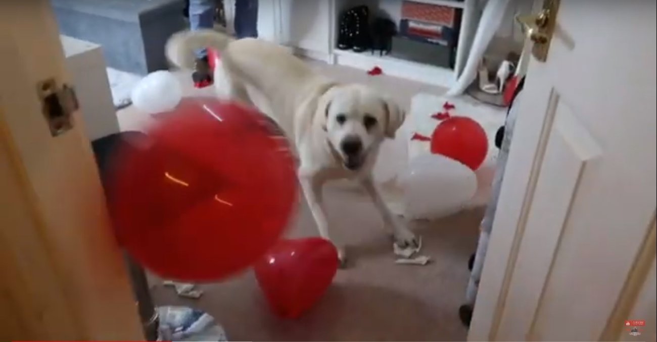 ラブラドールレトリーバー,動画