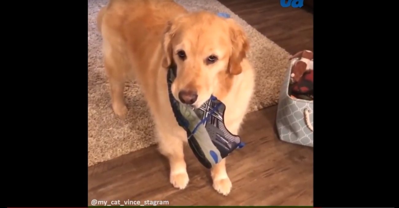 ゴールデンレトリーバー,動画