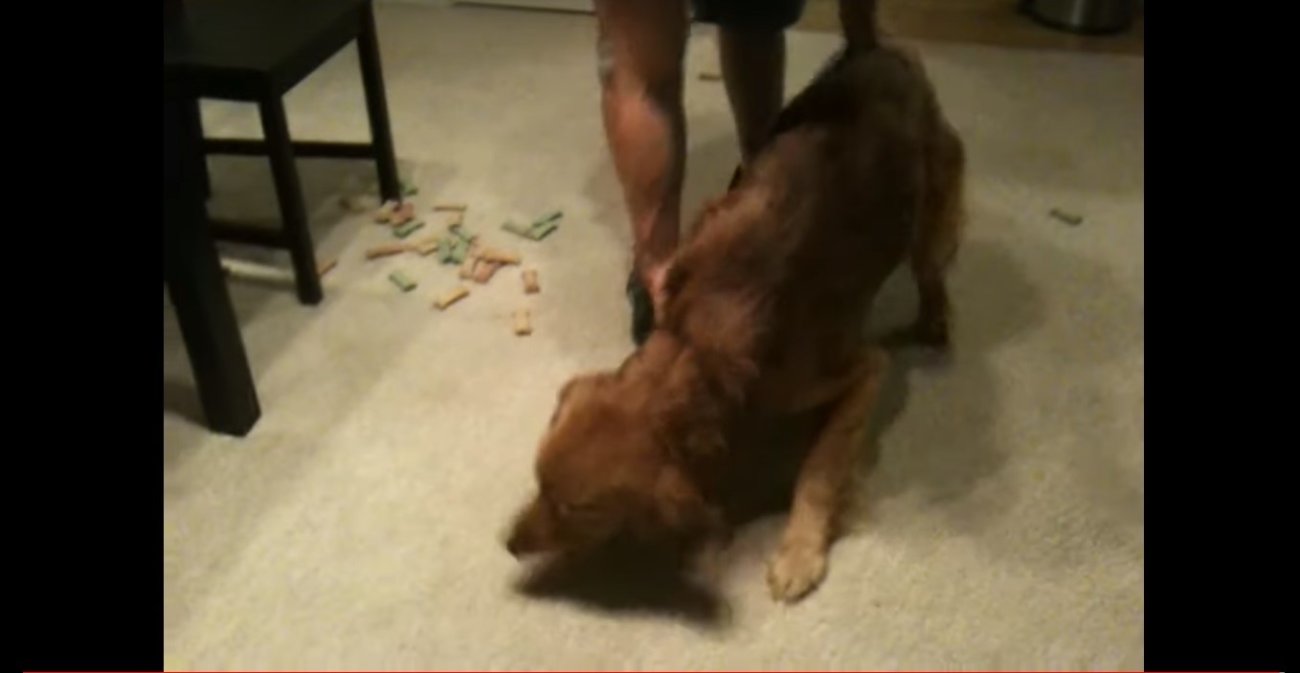 ゴールデンレトリーバー,動画