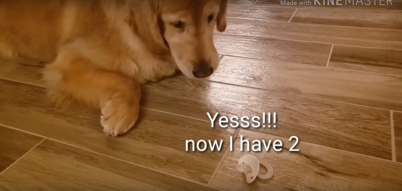 ゴールデンレトリーバー,動画