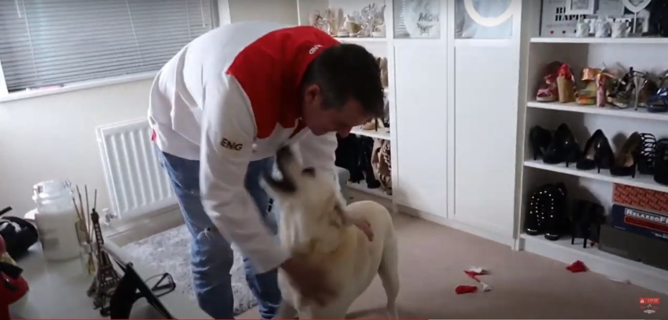 ラブラドールレトリーバー,動画