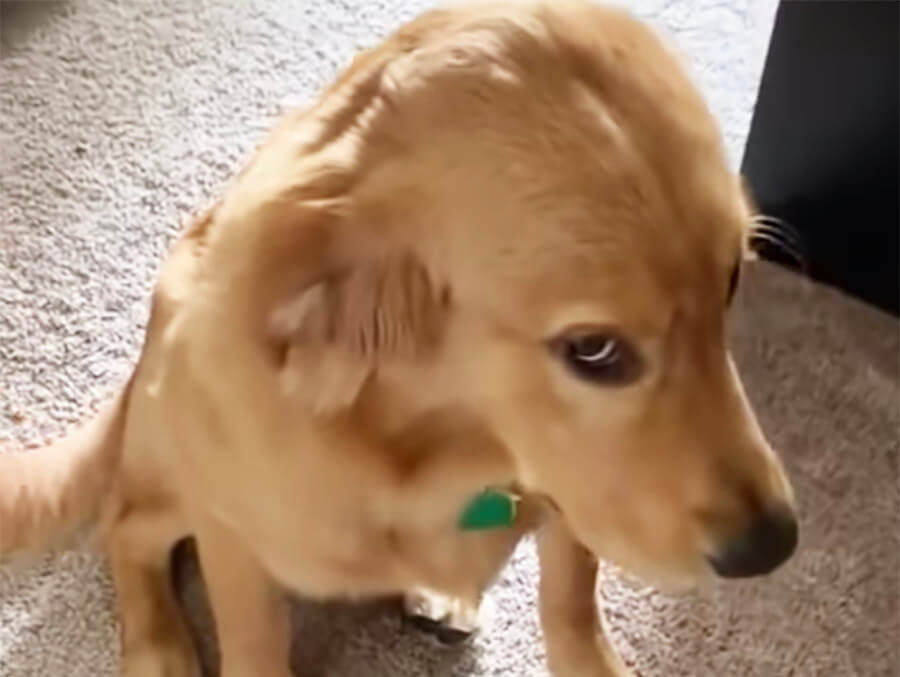 ゴールデンレトリーバー,動画