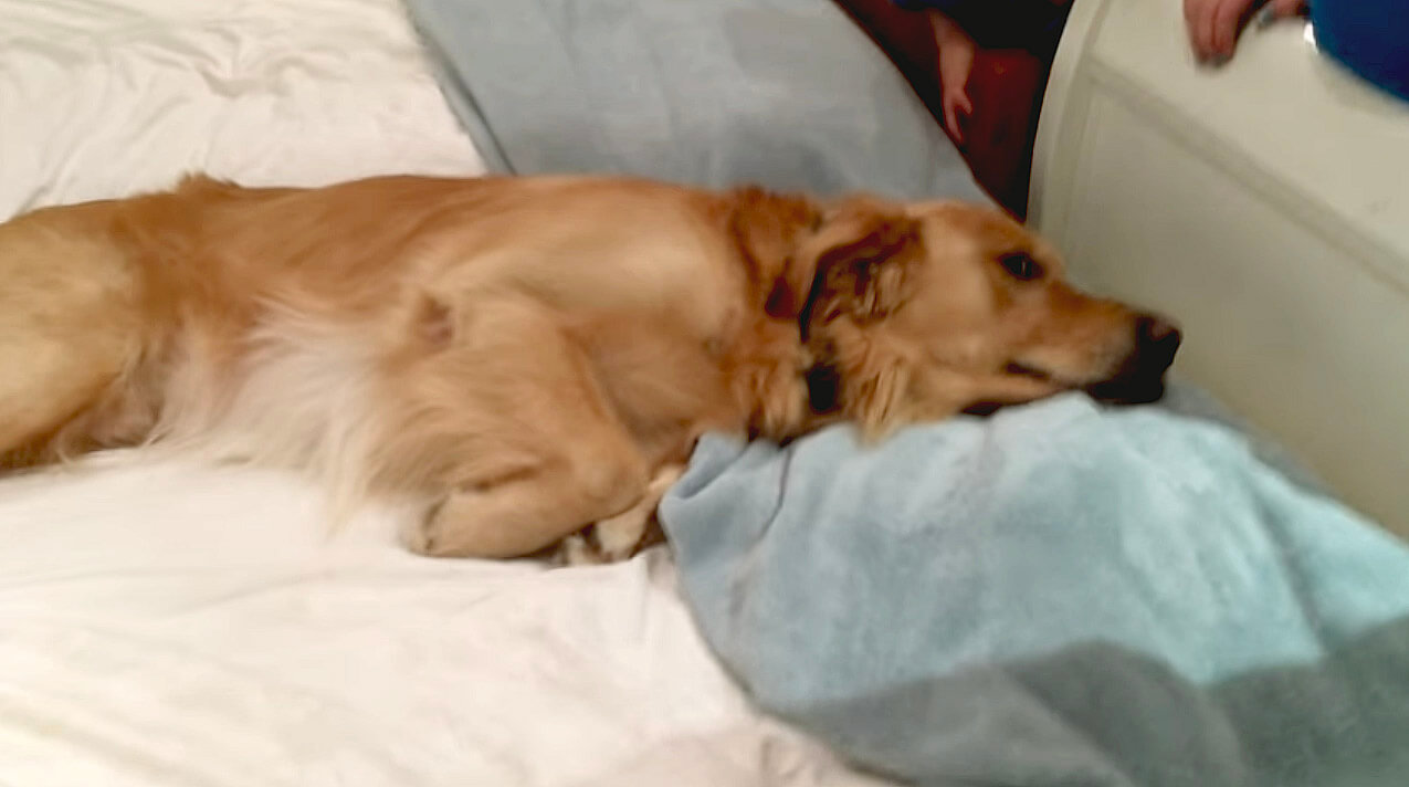 ゴールデンレトリーバー,動画