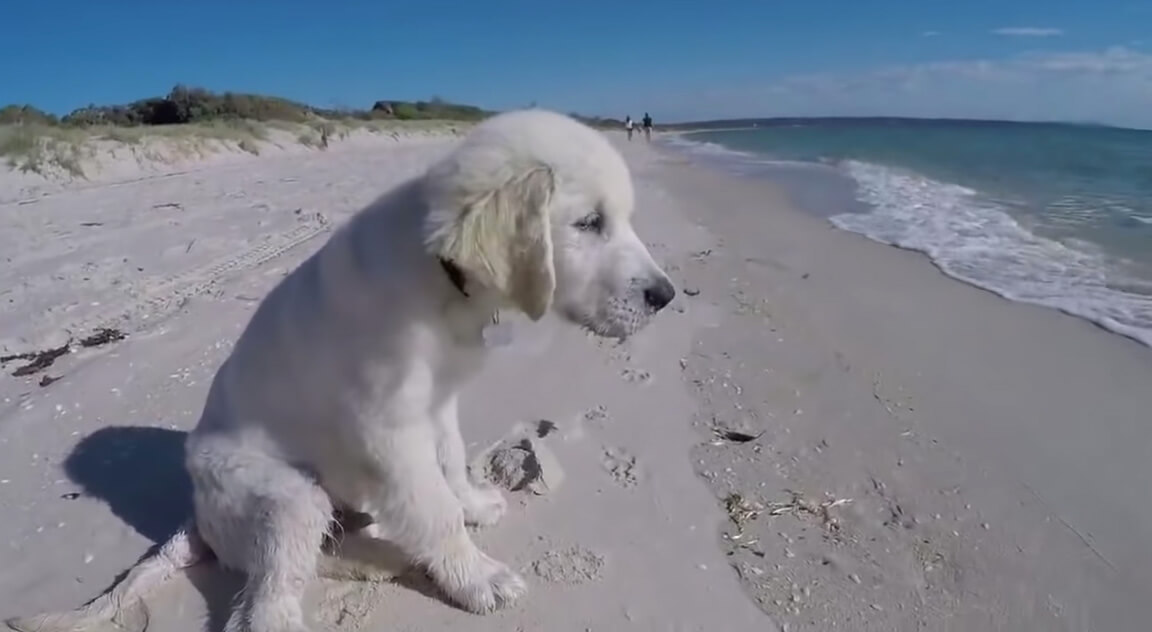 ラブラドールレトリーバー,動画