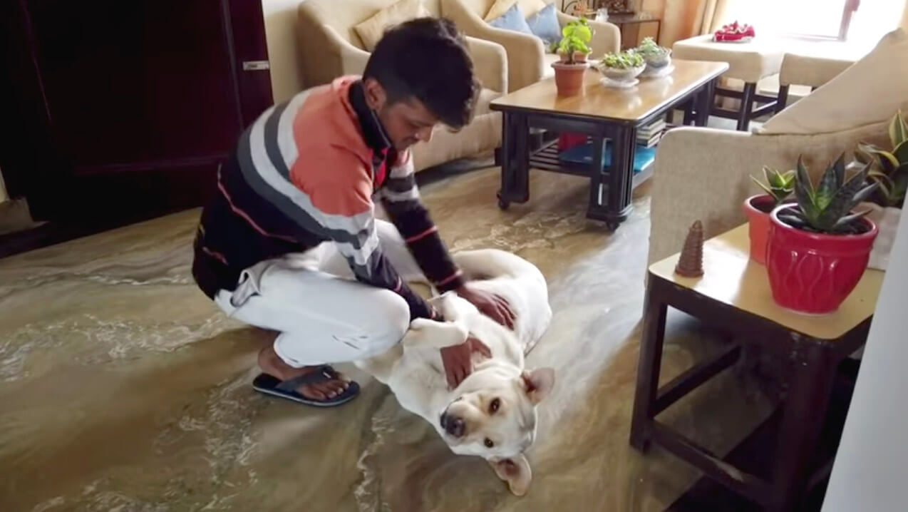 ラブラドールレトリーバー,動画