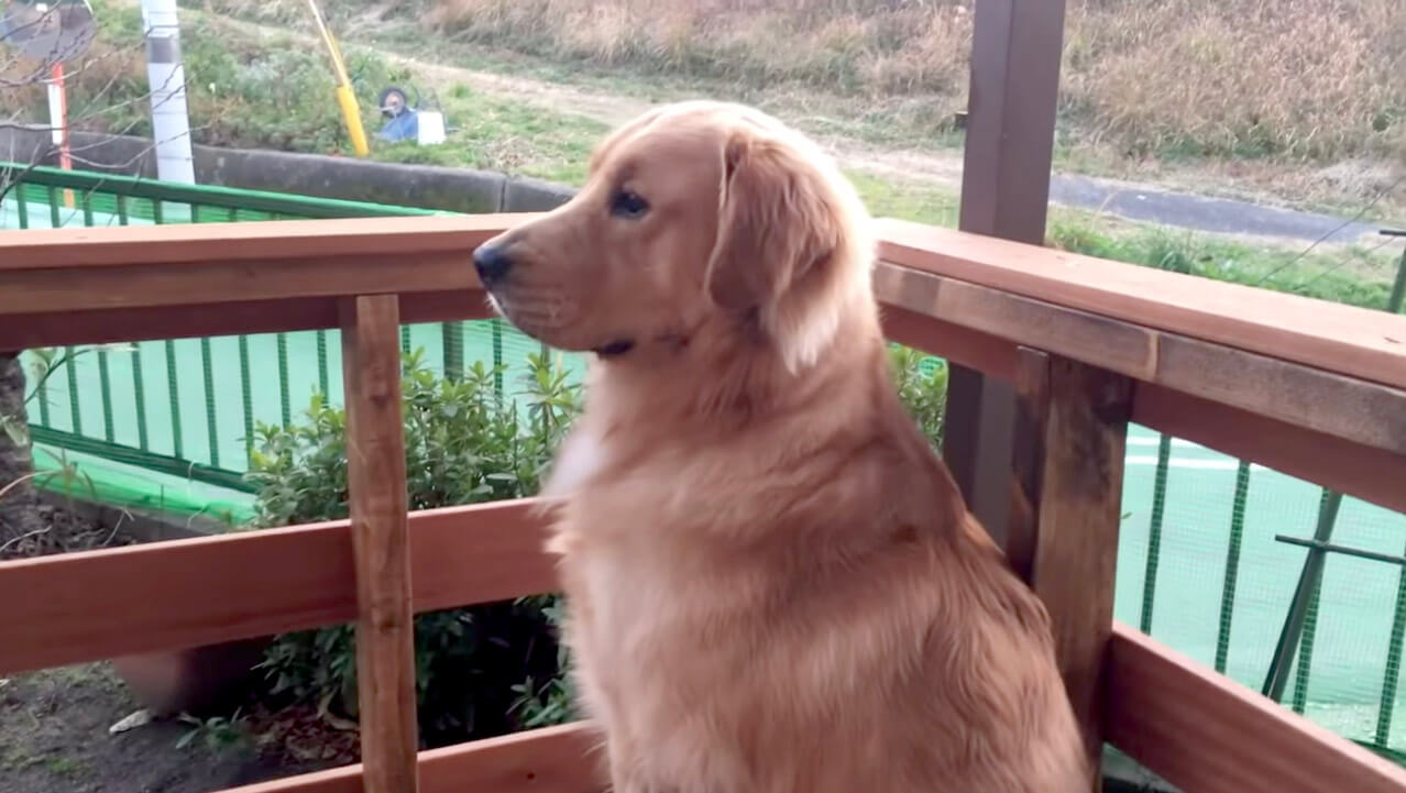 ゴールデンレトリーバー,動画