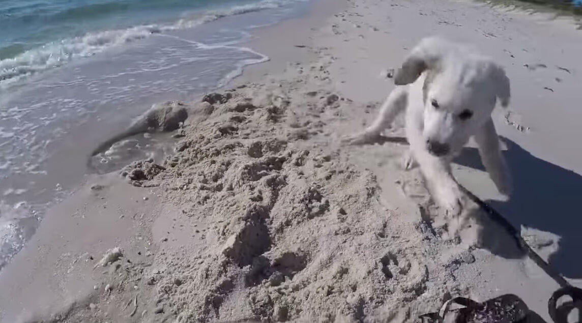 ラブラドールレトリーバー,動画