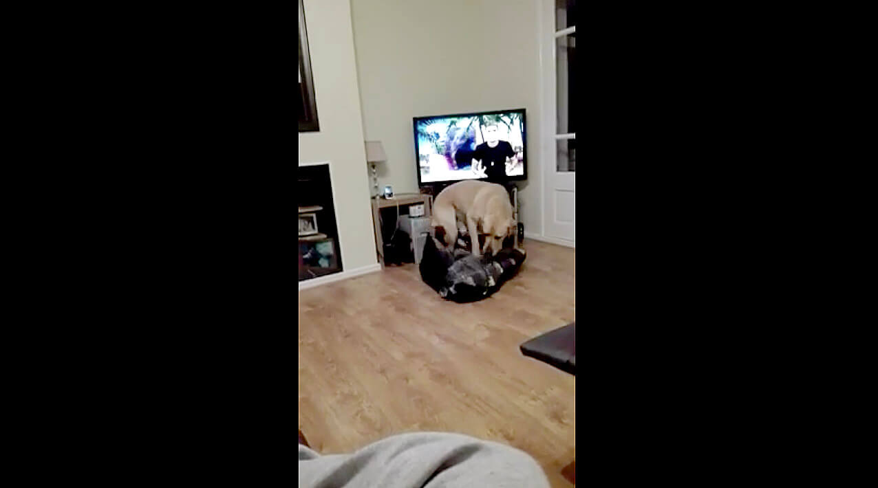 ラブラドールレトリーバー,動画