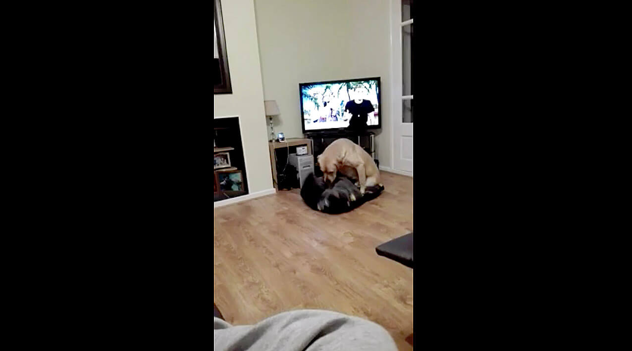 ラブラドールレトリーバー,動画