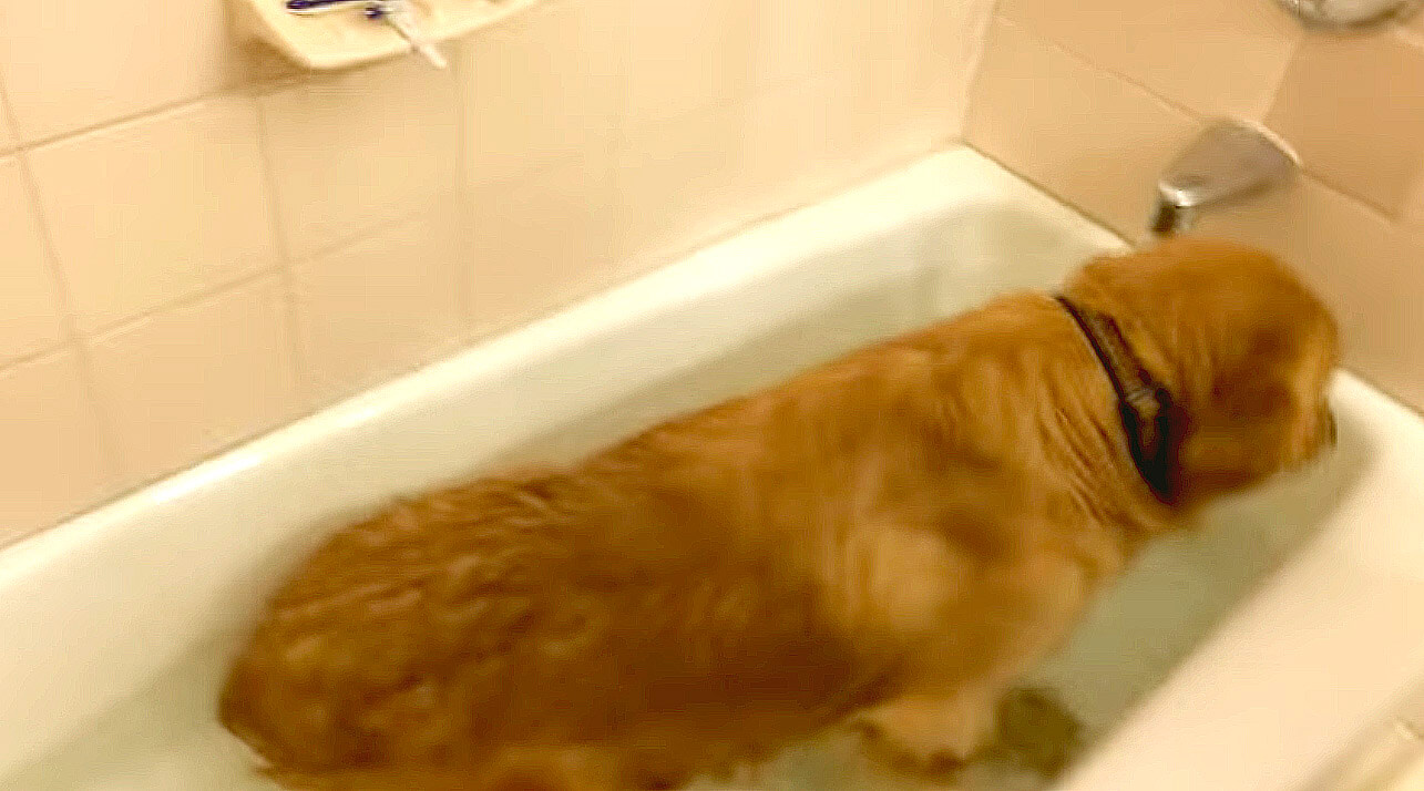 ゴールデンレトリーバー,動画