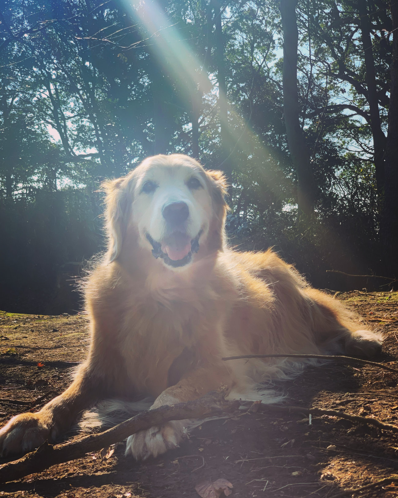 レトリーバー,ごはん