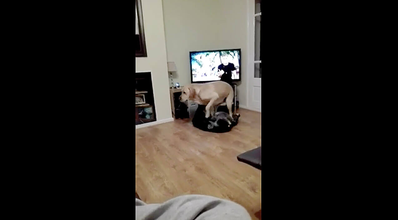 ラブラドールレトリーバー,動画