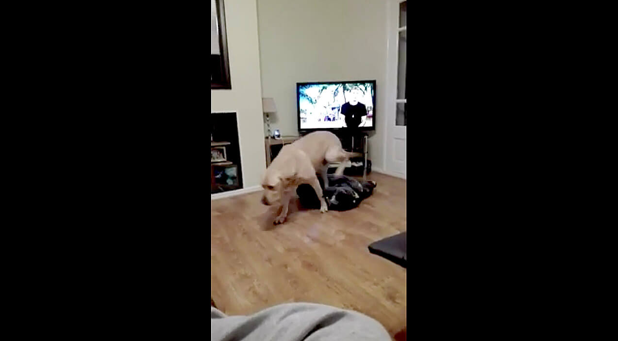 ラブラドールレトリーバー,動画