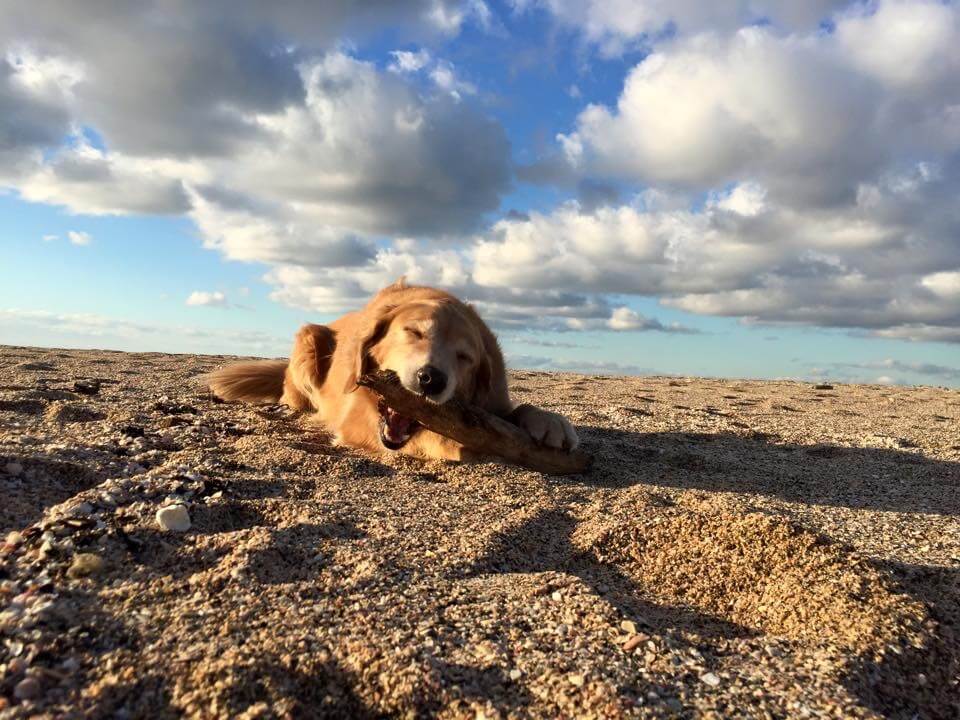 レトリーバー,ごはん