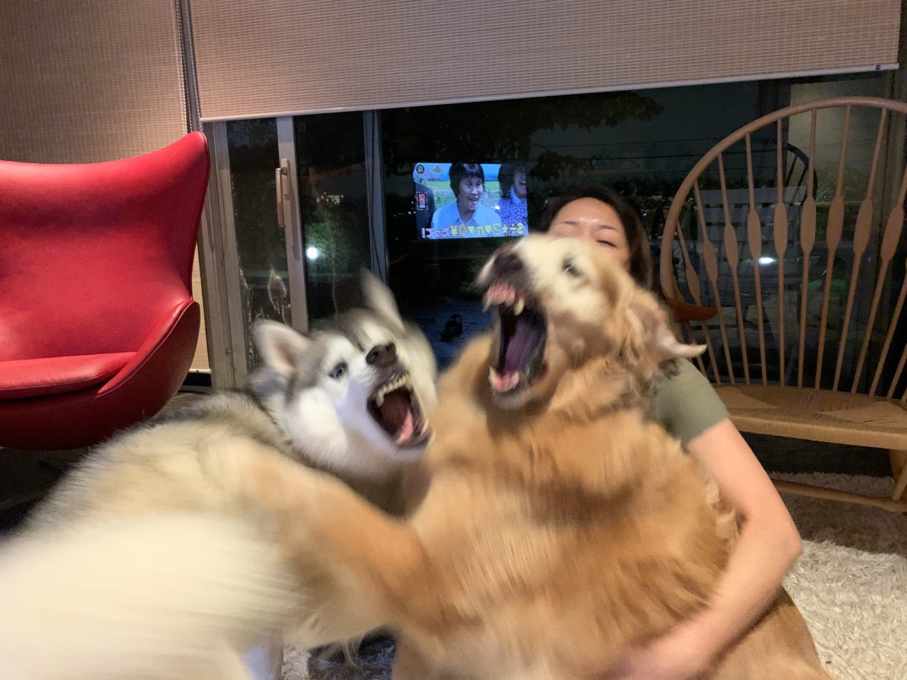 レトリーバー,ごはん