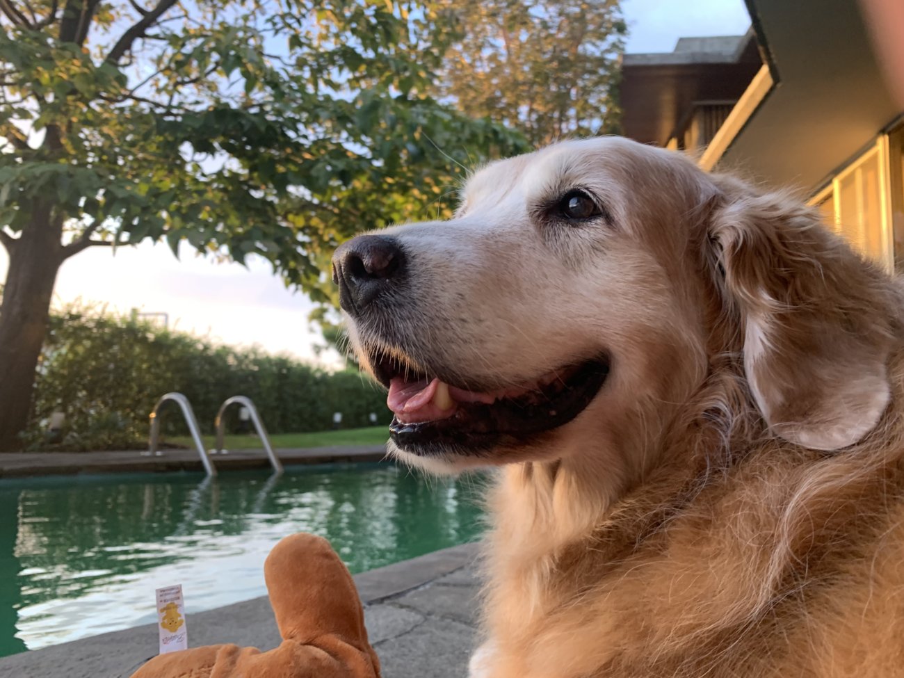 レトリーバー,ごはん