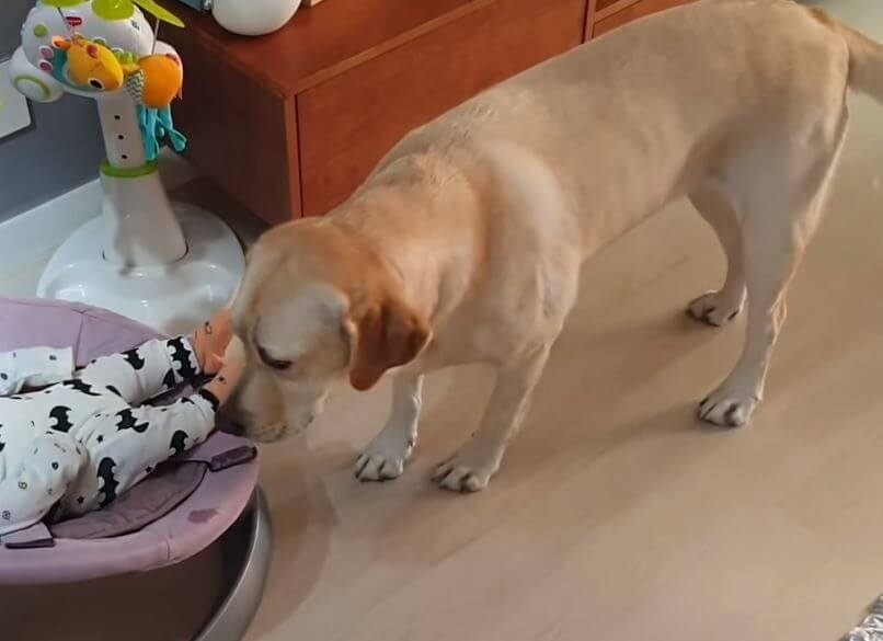 ラブラドールレトリーバー,動画