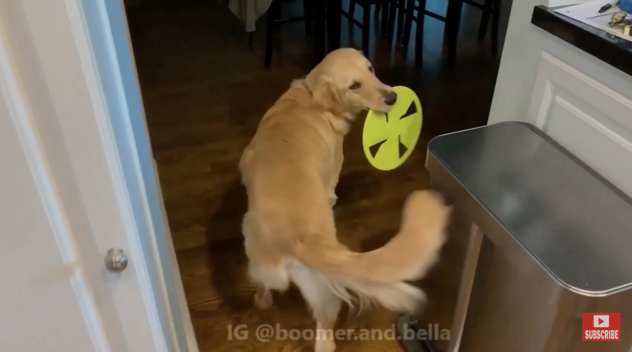 ゴールデンレトリーバー,動画