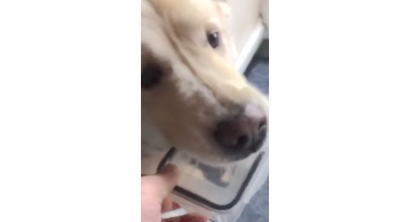 ゴールデンレトリーバー,動画