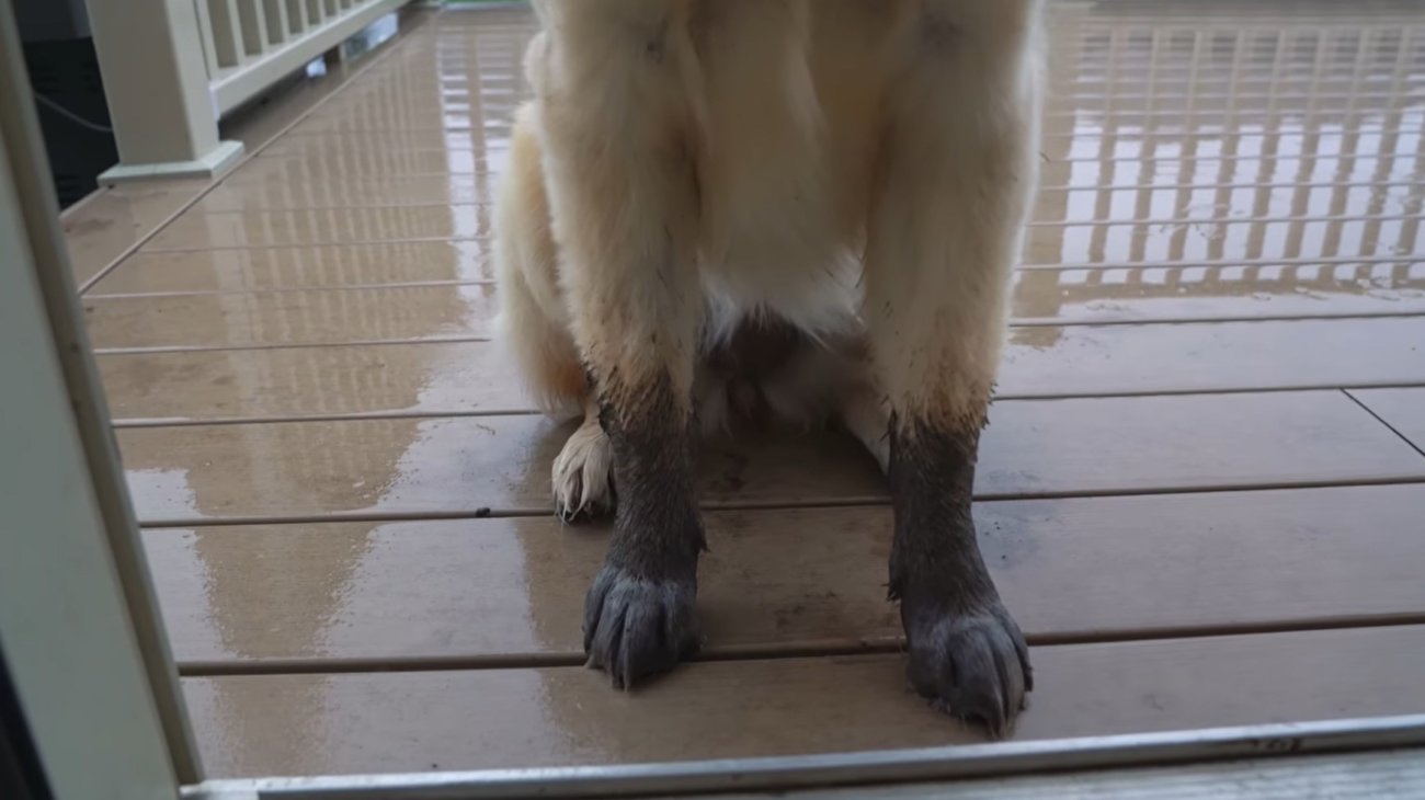 ゴールデンレトリーバー,動画