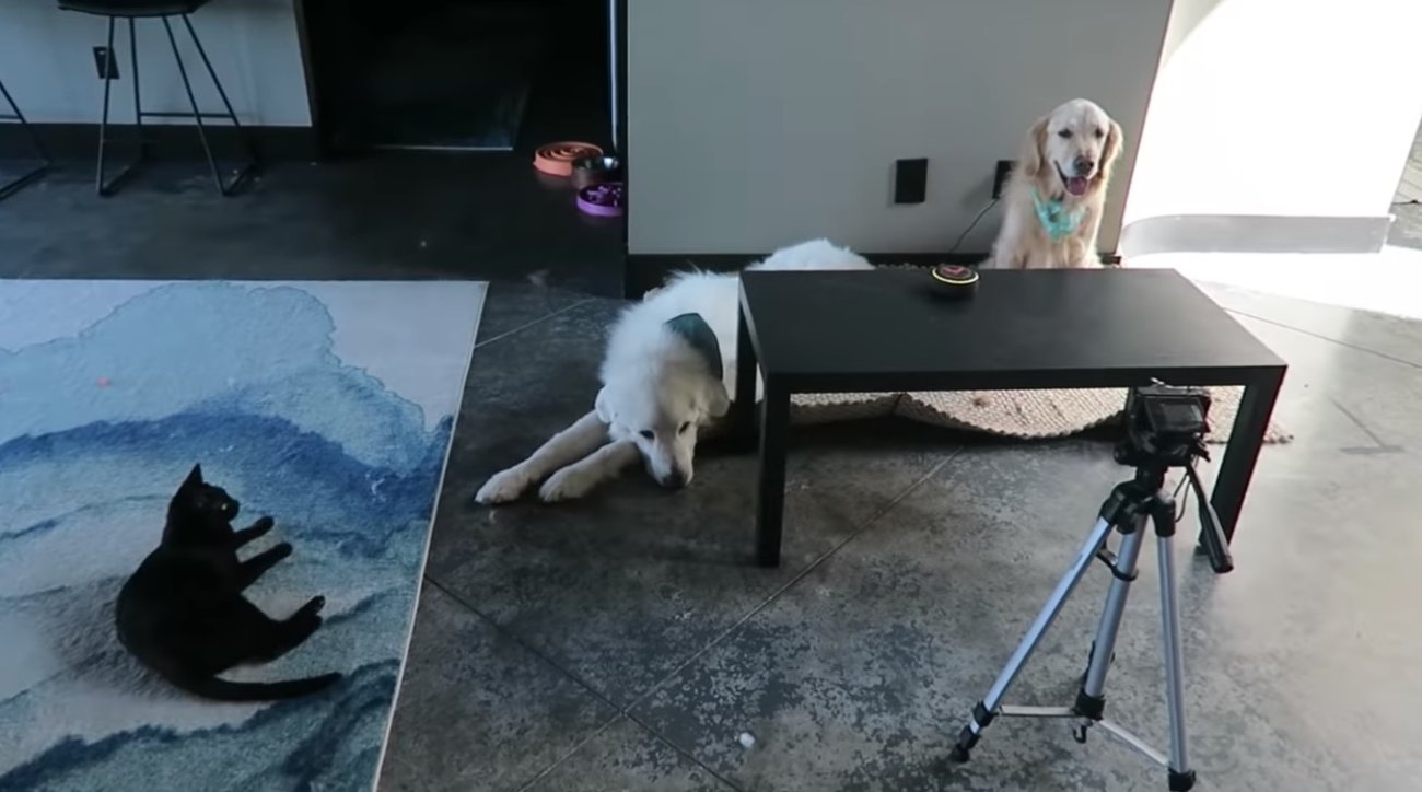 ゴールデンレトリーバー,動画