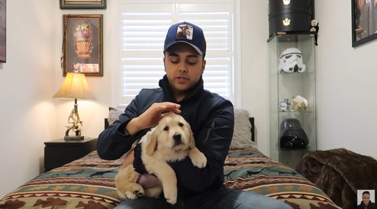 ゴールデンレトリーバー,動画