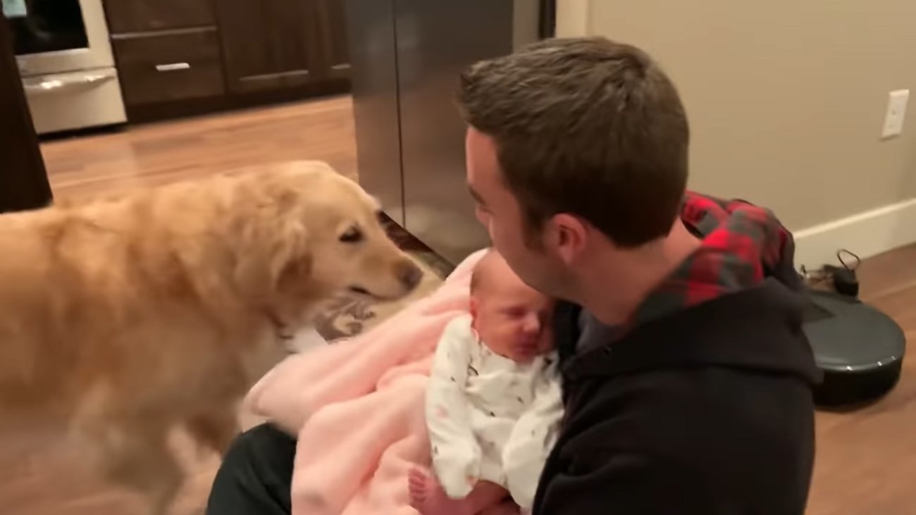 ゴールデンレトリーバー,動画