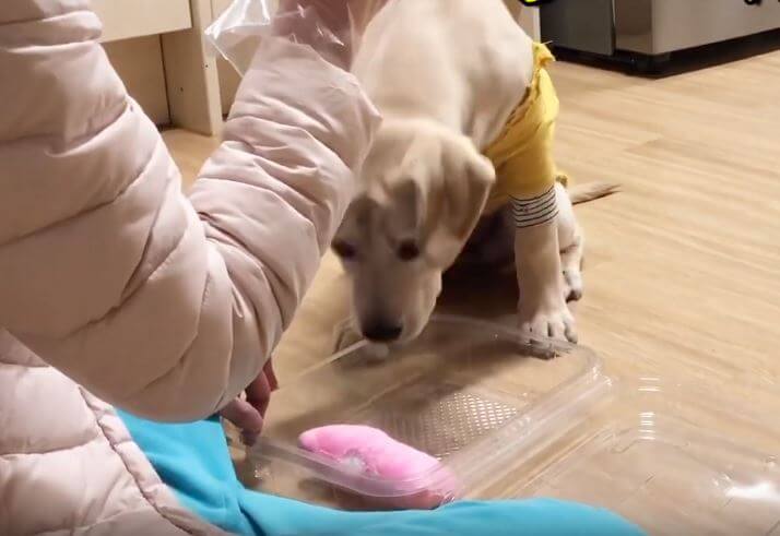 ラブラドールレトリーバー,動画