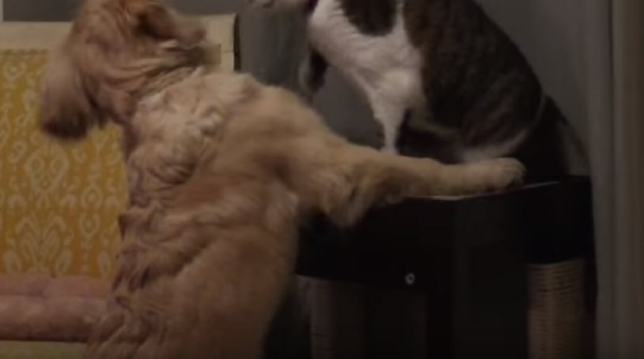 ゴールデンレトリーバー,動画